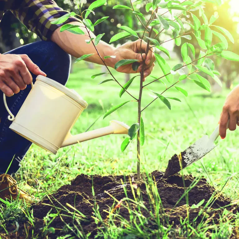 A person planting an apple tree in a prepared hole, with gardening tools and a young apple tree sapling in the background.