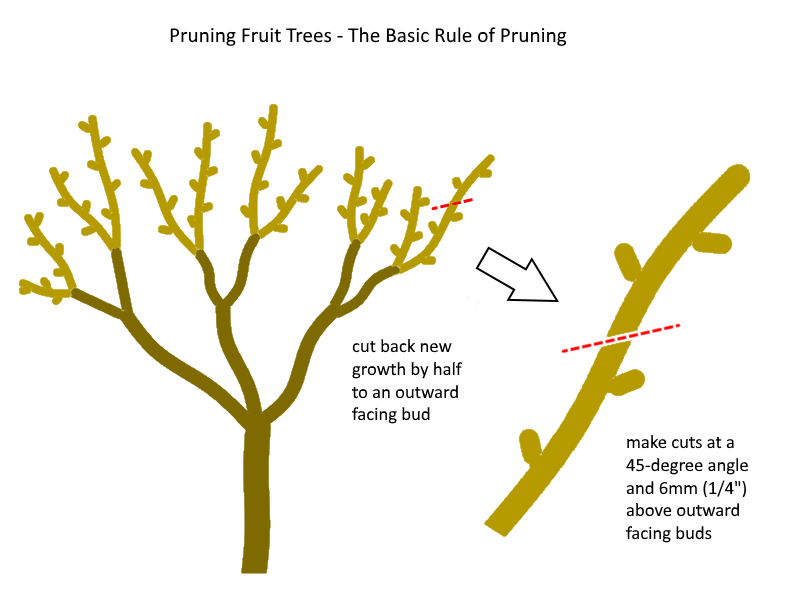 pruning an apple tree with a pair of pruning shears, promoting a strong, well-structured canopy for better fruit production.