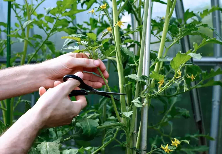 A gardener carefully pruning a tomato plant in a home garden.