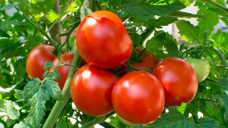 A bountiful harvest of red, ripe tomatoes from a well-maintained home garden