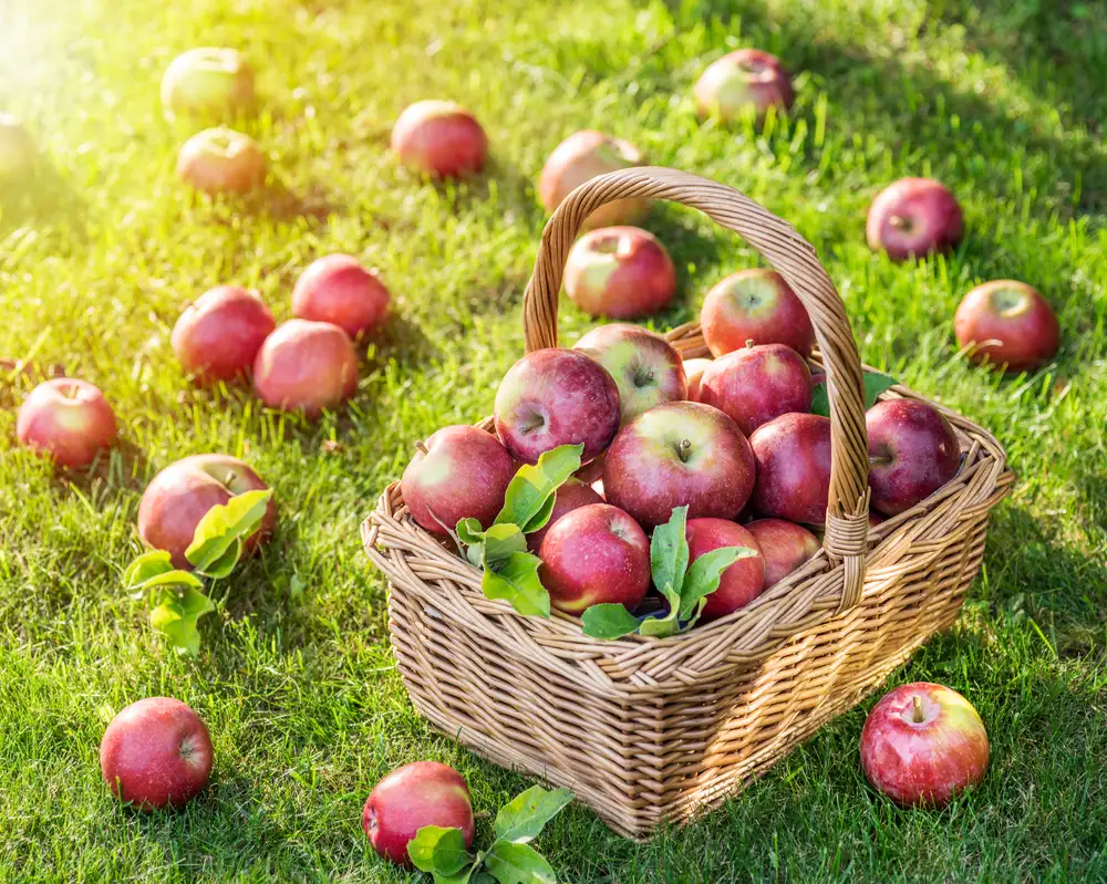 A basket of freshly picked homegrown apples, showcasing the delicious rewards of planting and caring for apple trees.
