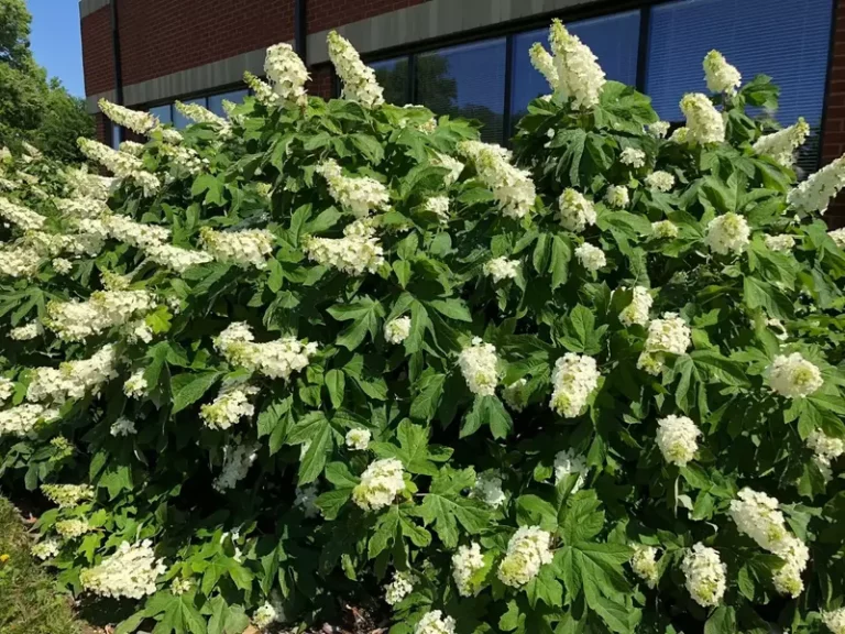 A beautiful oakleaf hydrangea in full bloom, with white conical flower clusters and large, oak-like leaves.