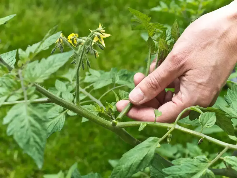 An over-pruned tomato plant with limited foliage and exposed fruit (a tomato pruning mistake)
