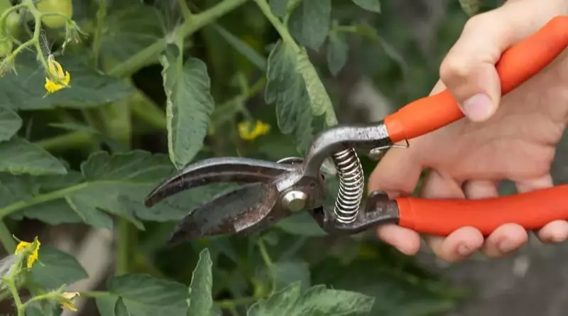 A pair of clean, sharp pruning shears next to a tomato plant, ready for proper pruning to avoid tomato pruning mistakes