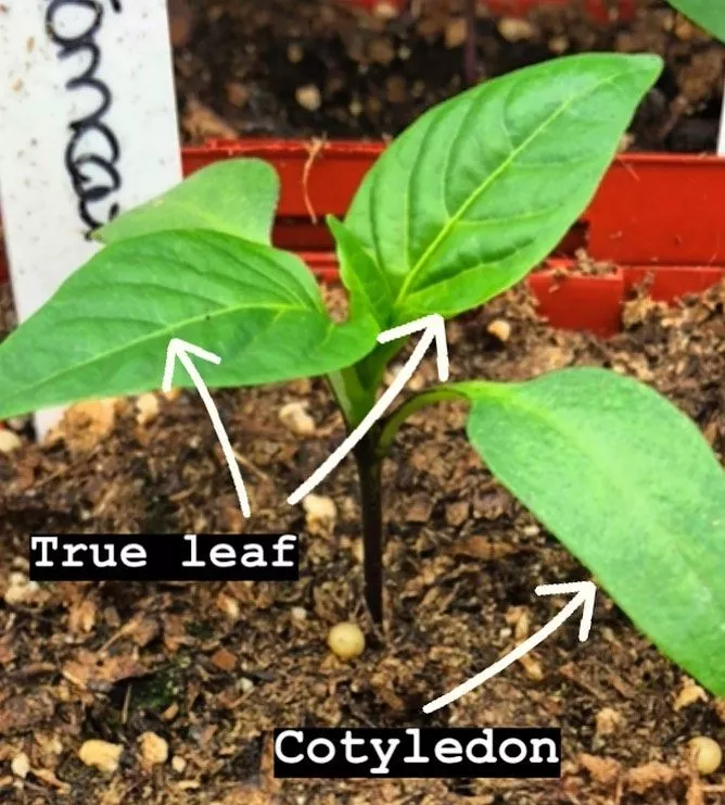 Close-up of a tomato plant's true leaves, indicating the appropriate stage for pruning so that you can avoid tomato pruning mistakes