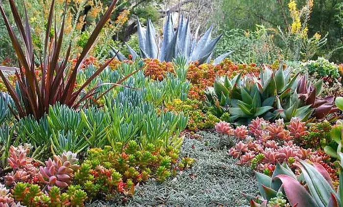 A breathtaking succulent garden showcasing the beauty of a well-maintained variety of plants.