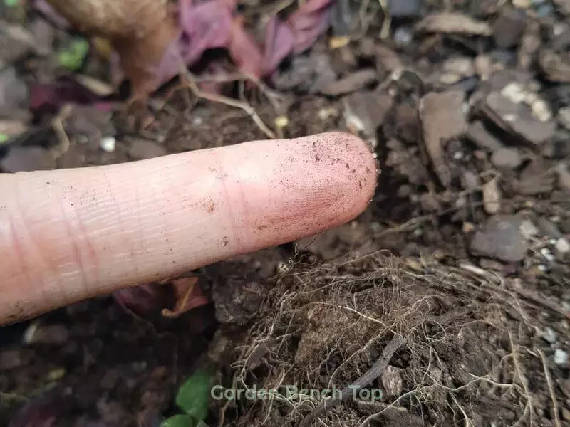 A gardener's finger checking the dryness of the soil, a crucial step before watering the snake plant.