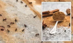 Cinnamon sticks laid out with ants around, demonstrating the use of cinnamon as an ant deterrent.