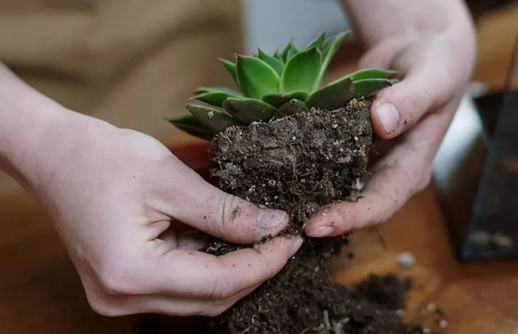 Close-up of hands carefully repotting a succulent plant in a larger pot with fresh soil