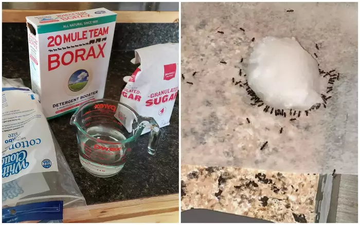 Several household items including vinegar, baking soda, powdered sugar, coffee grounds, and diatomaceous earth, displayed for DIY ant control solutions.