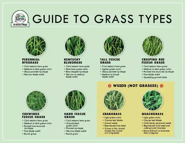 Various types of grass seeds including Kentucky Bluegrass, Tall Fescue, Bermuda Grass, and Rye Grass