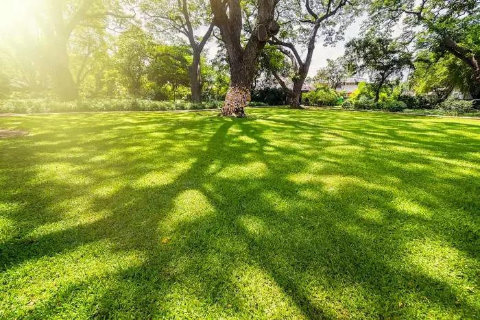 A vibrant, green lawn shining under the sunlight, representing healthy lawn care practices.