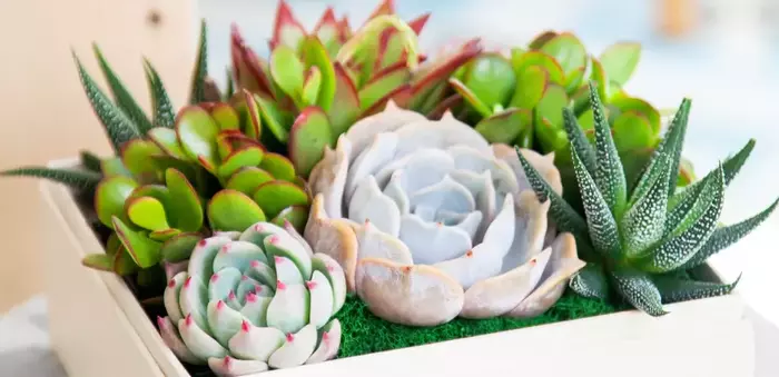 Succulents thriving under proper care conditions, with vibrant colors and healthy growth.