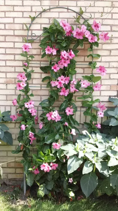 Mandevilla vine healthily growing on a wooden trellis in a garden, demonstrating the benefits of trellising.