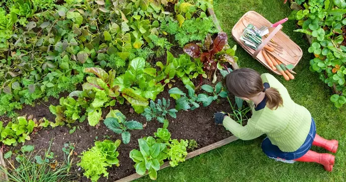 A flourishing outdoor vegetable garden using garden soil