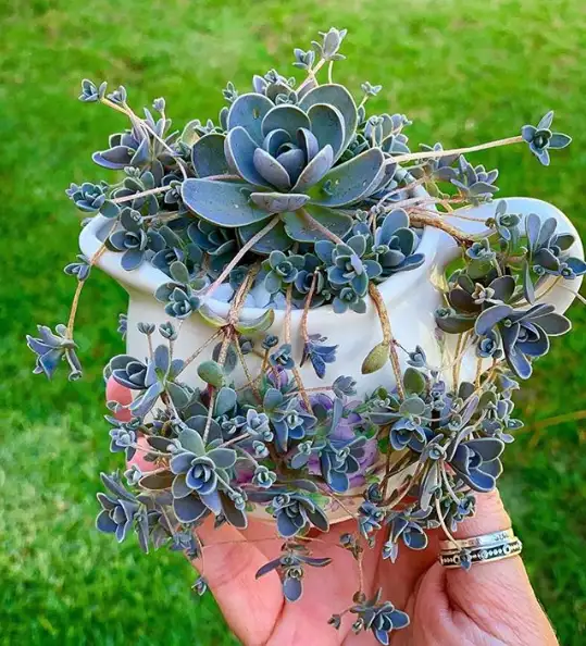 An overgrown succulent in a small pot, illustrating the need for repotting