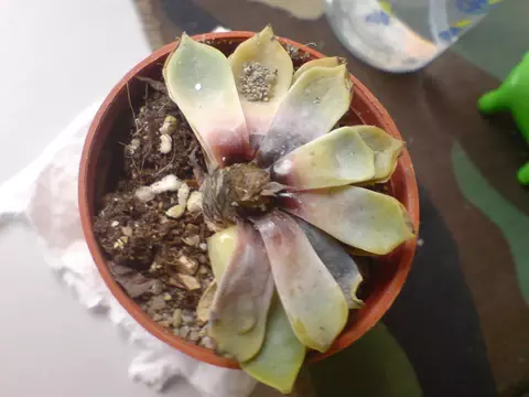 Overwatered succulent in a too-large pot representing common mistakes in repotting