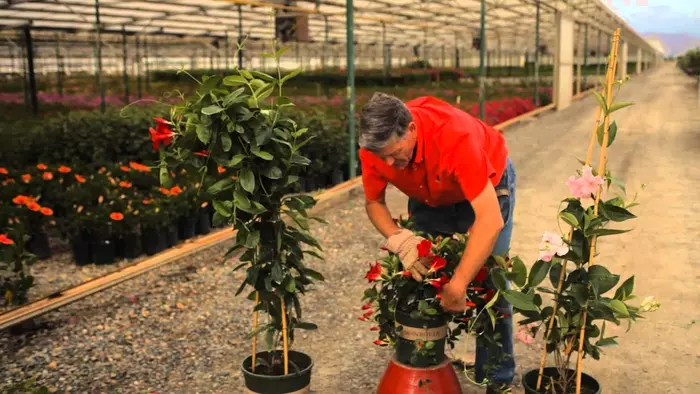 Gardener pruning a Mandevilla plant on a trellis, showcasing important maintenance for healthy growth.