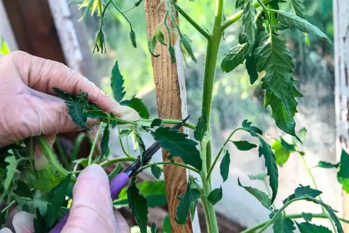 A gardener pruning tomato plants for higher yield