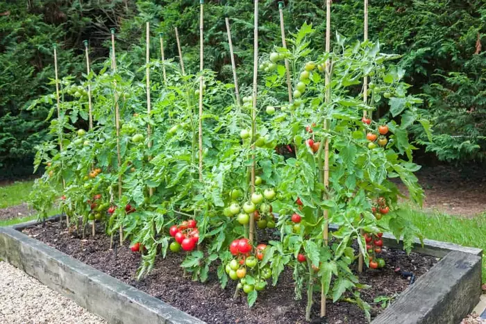 Tomato plants neatly planted in a raised bed