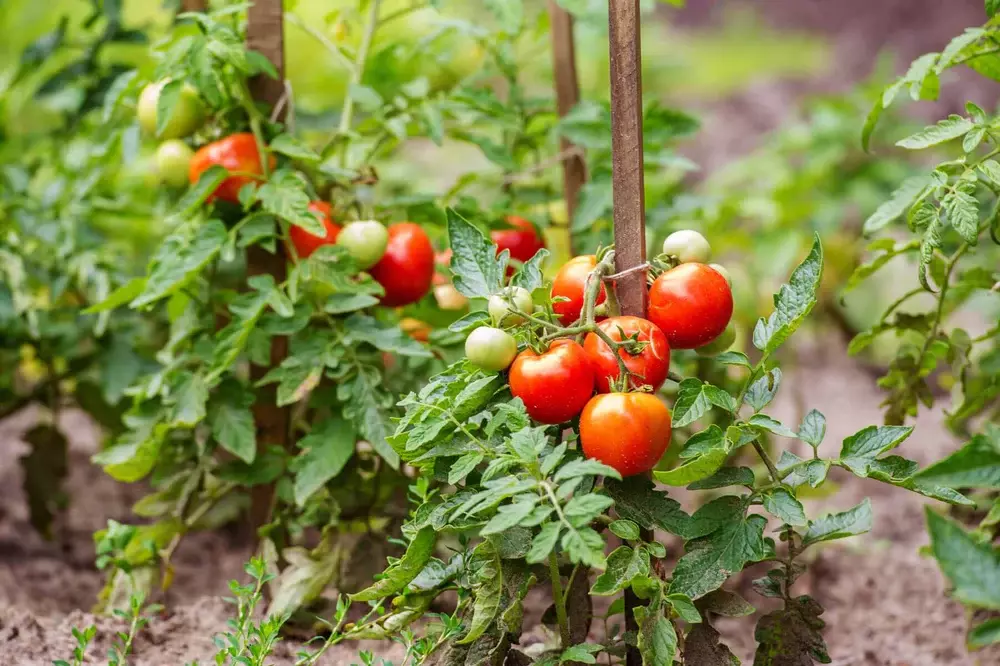 Healthy and well-spaced tomato plants growing in a vegetable garden