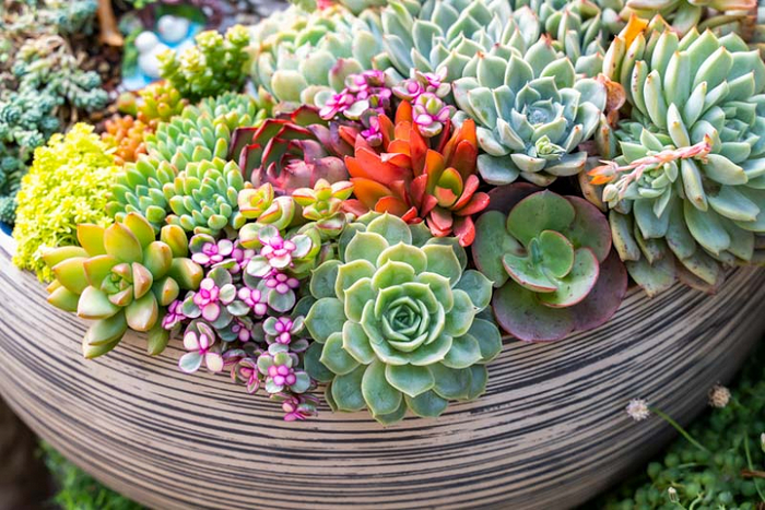Collection of different types of succulents showing their unique characteristics.