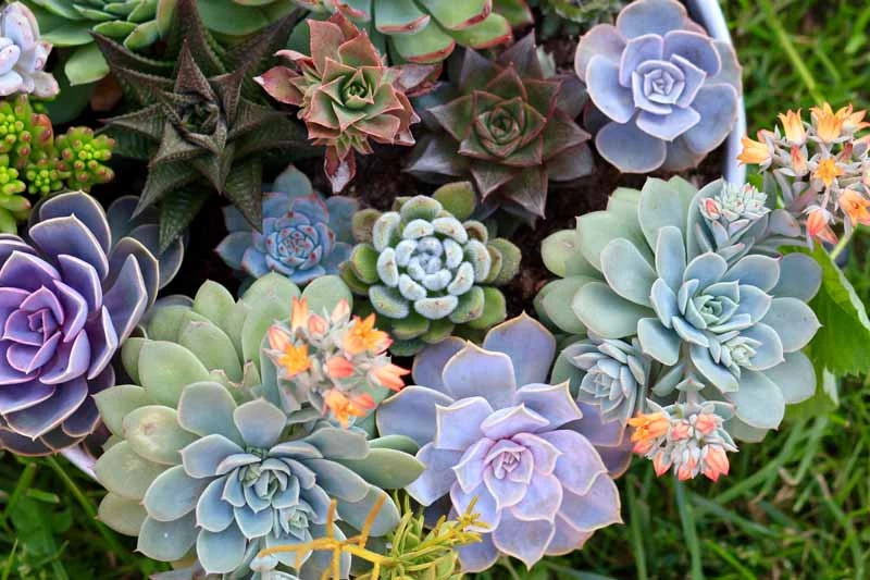 A captivating and diverse succulent garden displaying various shapes, colors, and textures.