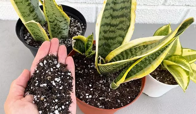 A mix of potting soil, perlite, and coarse sand, the ideal well-draining soil for snake plants.