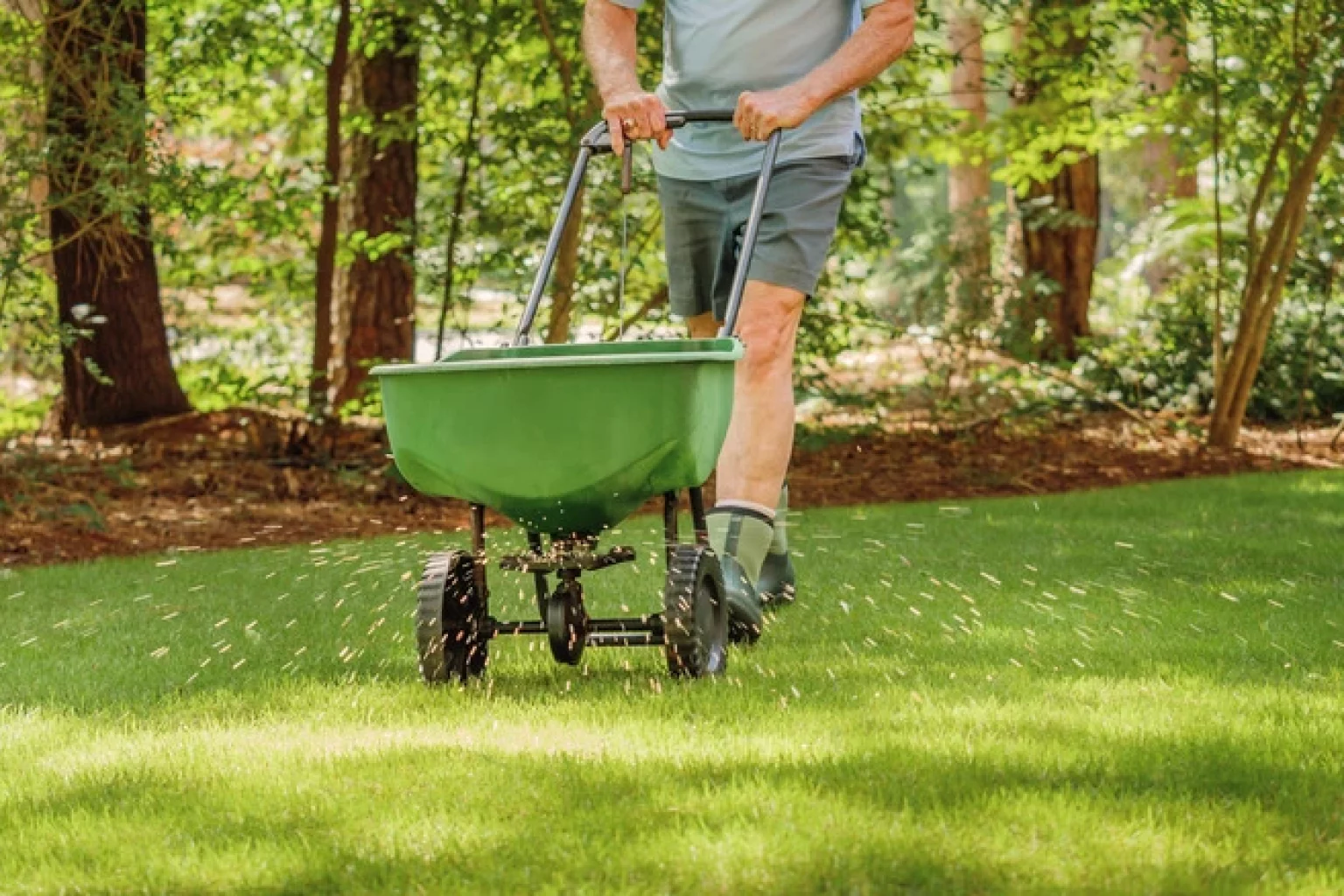 Individual spreading grass seed on a lawn for optimal coverage