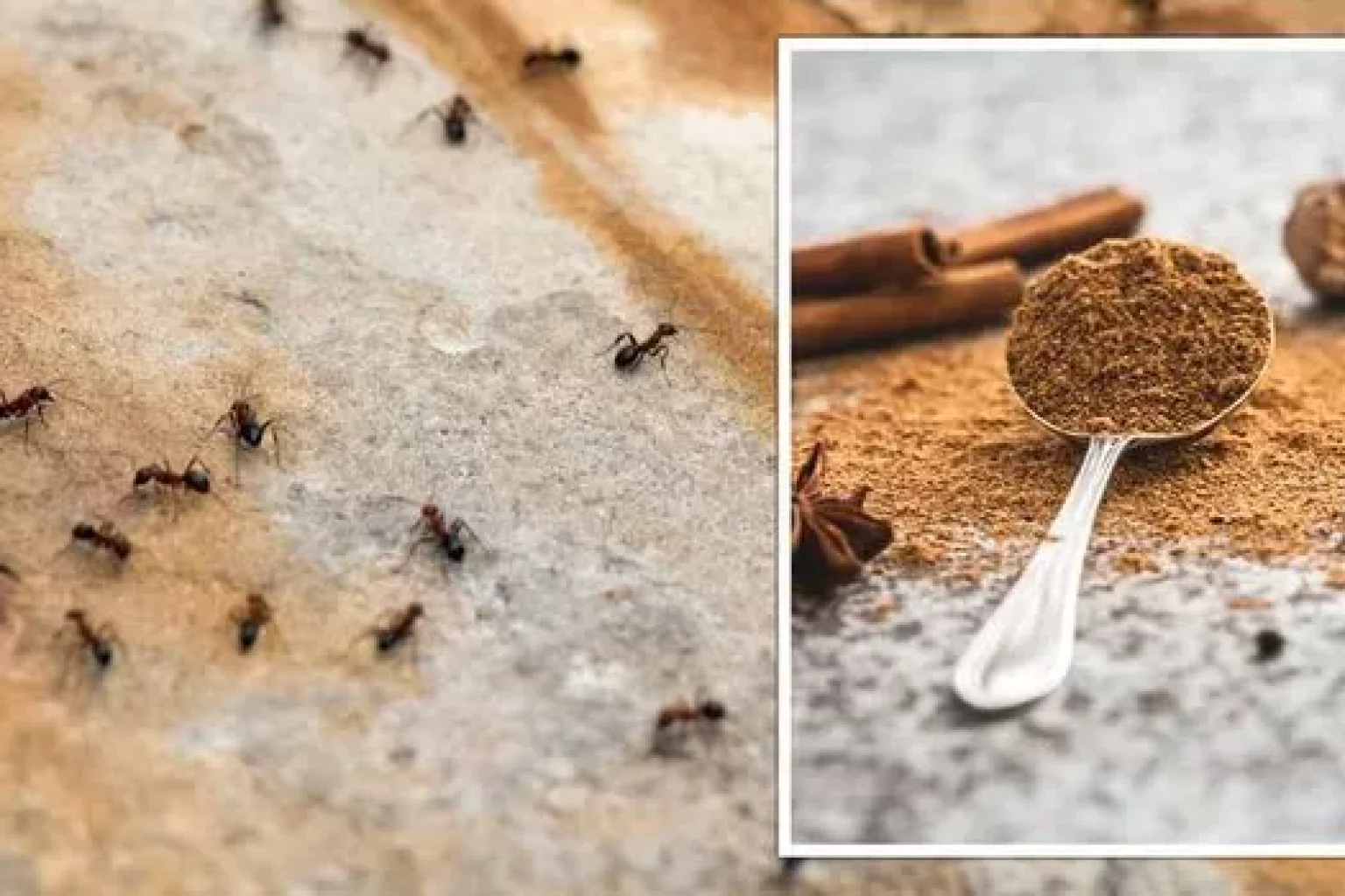 Cinnamon sticks laid out with ants around, demonstrating the use of cinnamon as an ant deterrent.