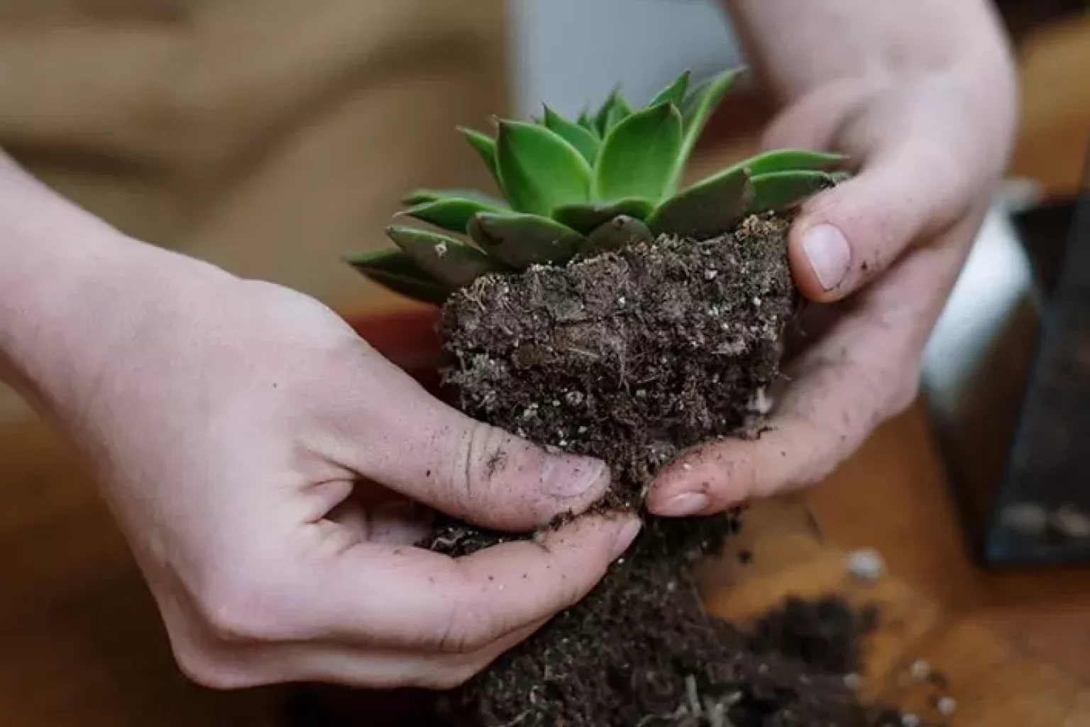 Close-up of hands carefully repotting a succulent plant in a larger pot with fresh soil