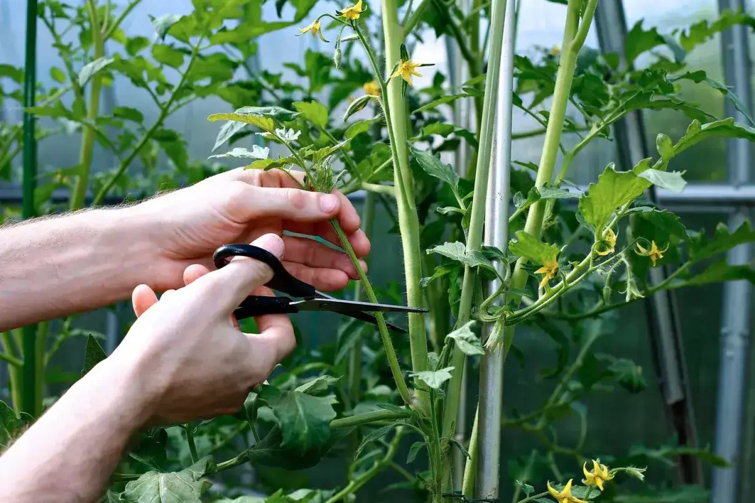 A gardener carefully pruning a tomato plant in a home garden.